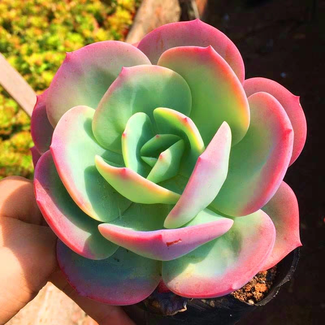 100种粉色多肉植物图鉴,激活你的桃花运!