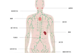 淋巴结肿大，可能疼比不疼好！这些部位摸一摸可自查......图片