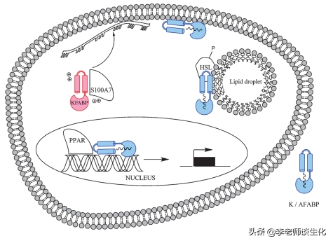 脂肪酸的转运与氧化分解