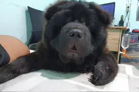 狗狗撞伤主人眼睛，本来爱睡觉的它突然黏人，一个小时看主人一次图片