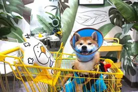 爸爸，你知道现在的年轻人在玩什么吗？图片