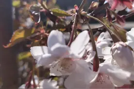 玉泉山的樱花，已经开了啊图片