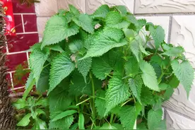 不需要揉面，用这种叶子做饺子皮，带着丝丝清凉，从小吃到大图片