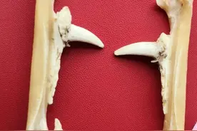 我的文玩（二）鸡腿骨图片