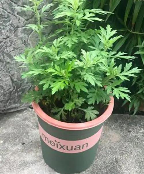 十种驱蚊的植物,让你远离蚊虫的烦恼
