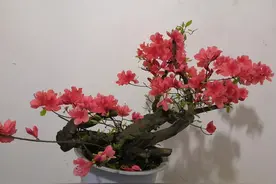 20块一个映山红“疙瘩”，做成盆景太惊艳了，养再久也不愁卖图片