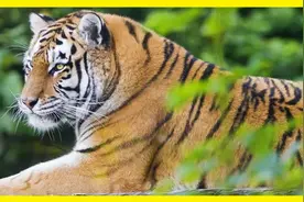 猫咪喜欢纸箱，那大猫呢？8种大型猫科动物实测，结果太可爱图片