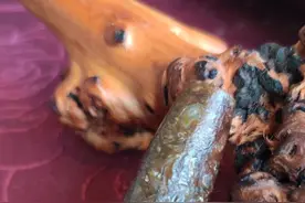 罕见珍贵的西藏法螺天珠（第一代天珠，真天珠）古老天珠风化表象图片