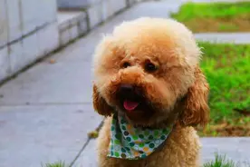 小泰迪便秘是怎么回事图片