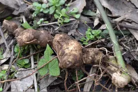 去山上，别踩到1种“野草”，植株根茎值钱，被称为“老虎姜”图片