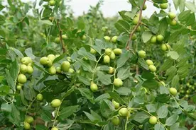 枣树落花落果原因何在图片