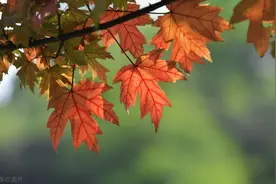 桂华｜“枫桥经验”精髓是坚持人民群众主体性图片