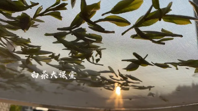 白茶不一定是白色，可是变黑一定有问题