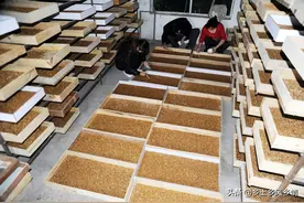 黄粉虫养殖技术图片