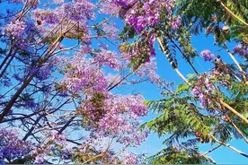 刷屏了！一路繁花，厦门美出新高度！图片