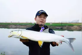 绫罗陈知其江苏泰州冬季猎鳡鱼图片