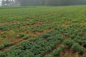香附子为什么成为了花生田最难防治的恶性杂草？有根除的好办法吗图片
