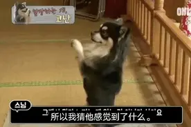 韩国有一只会拜佛的狗子，三年来，它每天都过得很佛性图片