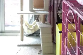 论猫咪的幸福生活，思考人生的意义图片