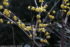 全北京的蜡梅都开了？今天继续推荐网友分享的蜡梅盛开之地，全在北京中心区！图片