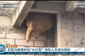 泗阳：巨型马蜂窝好似“大灯笼”，直径约1米 消防员成功摘除图片