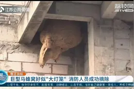 泗阳：巨型马蜂窝好似“大灯笼”，直径约1米 消防员成功摘除图片