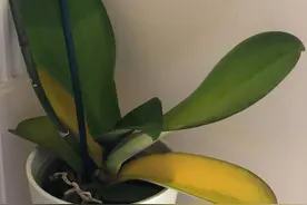 了解蝴蝶兰的一些基本常识，再不怕掉花苞，促进开花很容易图片