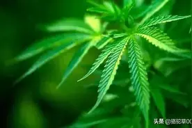大麻存在于川陕山区的那些年图片