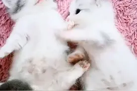 喵八家族，可爱吗？喜欢吗？图片