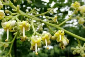 「上篇」青桐、泡桐、油桐、法桐和古诗词里的梧桐到底哪个“桐”图片