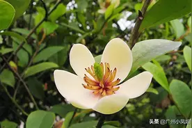 含笑花的香气浓郁，纯白的六瓣花瓣娇俏可爱，让人忍不住驻足嗅闻图片