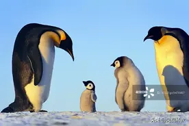 野兽幼仔的存活之道图片