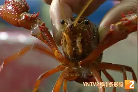 售价约65至70元一公斤，昆明本地小龙虾上市啦！品尝美味正当时，吃货们快行动起来图片