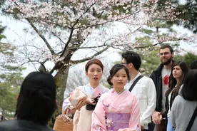 #唤醒好春光# 日本的樱花开啦~快来在线云赏樱啦！图片
