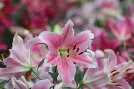 “云裳仙子”——百合花的种植及管理方法图片