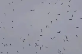 哈尔滨上空惊现上百只“仙鹤”盘旋！究竟是何原因？专家：是好事图片