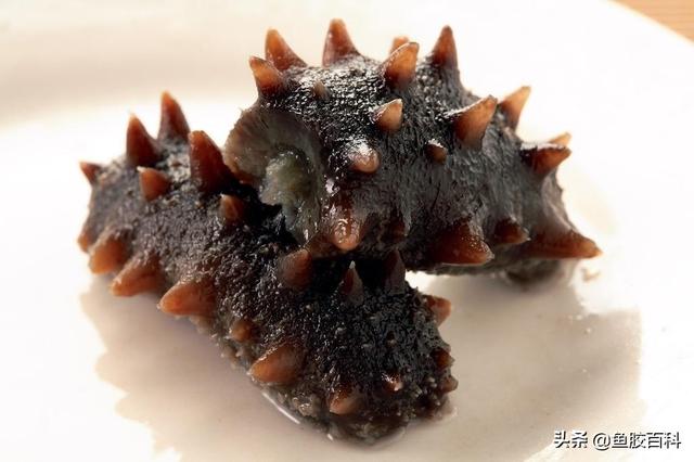 马来西亚的海马 花胶 2025年海马花胶汤的做法大全