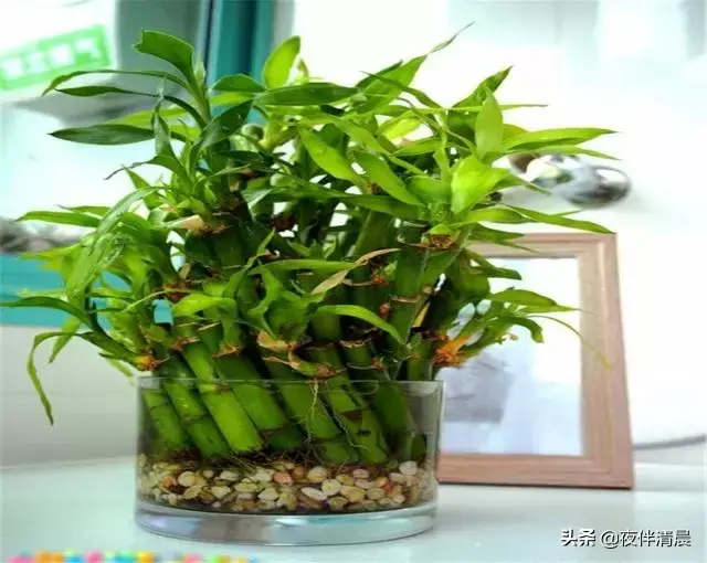 自己在家配置富贵竹营养液，学会这些，让你的富贵竹迅速生长