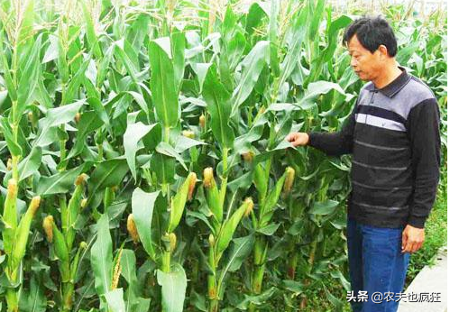 熟吃是粗粮，生吃是水果，比西瓜甜，1斤5元，却被质疑是转基因