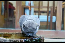 蓝猫成为流浪猫后，连舔罐盖子的资格都没有，只能等待慢性死亡图片