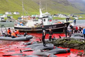 血染浅水湾！丹麦捕杀1400多只白侧海豚，全世界都在哭泣图片