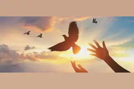 飞在古诗词里的鸽子，十首有关鸽子的诗词，让你了解鸽子的历史图片