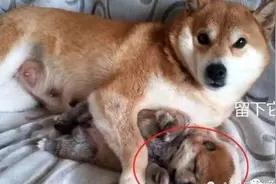 主人为赚钱，要卖掉最后一只小柴犬，狗妈妈的反应却让人泪目图片