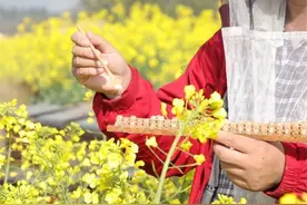 怎么样鉴别真假蜂王浆？蜂王浆好坏只看王浆酸高低吗？图片