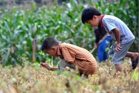 红薯地里常见昆虫，农村孩子常抓了玩，现在一只能卖1000多图片