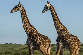 长颈鹿的血压比人类高出三倍，为啥它们却不会得“高血压”？图片