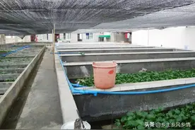 庭院生态养黄鳝新技术图片