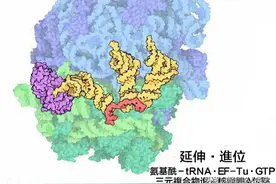 「地球生物全系列——从单细胞到人类」细菌界概述（下）图片