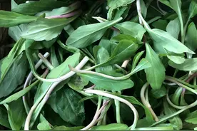 人称“鸡儿肠”，4月野生可挖，一斤10元热卖，敢种的却不多图片