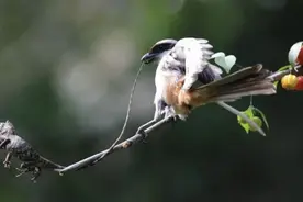 玩电子游戏不要女朋友，你一定是个畜生吧？图片